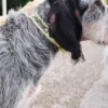 AMV DOGS Hundehalsband Artikelnummer: COLLIERCHIENH26