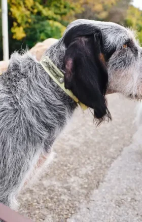 AMV DOGS Hundehalsband Artikelnummer: COLLIERCHIENH26