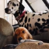 AMV DOGS Hundehalsband Artikelnummer: COLLIERCHIENH26