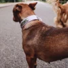 AMV DOGS Hundehalsband Artikelnummer: COLLIERCHIENH26