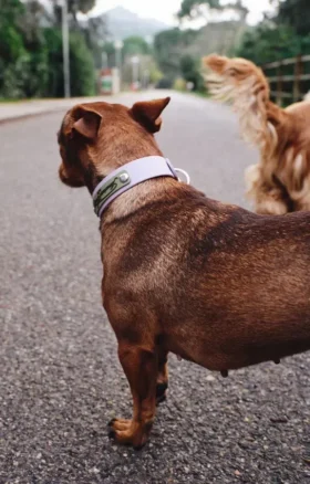 AMV DOGS Hundehalsband Artikelnummer: COLLIERCHIENH26