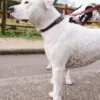 AMV DOGS Hundehalsband Artikelnummer: COLLIERCHIENH26