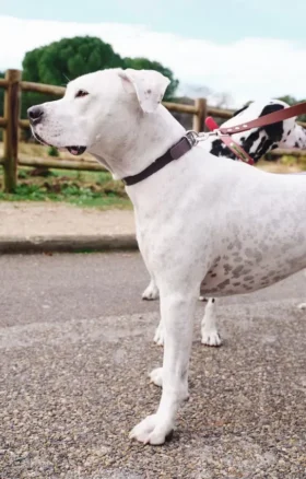 AMV DOGS Hundehalsband Artikelnummer: COLLIERCHIENH26