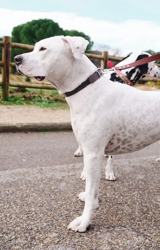 AMV DOGS Hundehalsband Artikelnummer: COLLIERCHIENH26