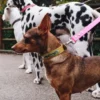 AMV DOGS Hundehalsband Artikelnummer: COLLIERCHIENH26