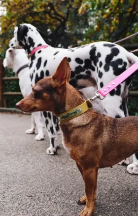 AMV DOGS Hundehalsband Artikelnummer: COLLIERCHIENH26