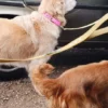 AMV DOGS Hundehalsband Artikelnummer: COLLIERCHIENH26