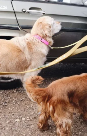 AMV DOGS Hundehalsband Artikelnummer: COLLIERCHIENH26