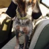 AMV DOGS Hundehalsband Artikelnummer: COLLIERCHIENH26