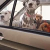 AMV DOGS Hundehalsband Artikelnummer: COLLIERCHIENH26