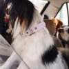 AMV DOGS Hundehalsband Artikelnummer: COLLIERCHIENH26