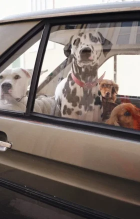 AMV DOGS Hundehalsband Artikelnummer: COLLIERCHIENH26