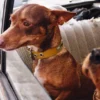 AMV DOGS Hundehalsband Artikelnummer: COLLIERCHIENH26