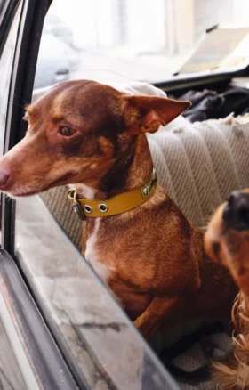 AMV DOGS Hundehalsband Artikelnummer: COLLIERCHIENH26