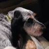 AMV DOGS Hundehalsband Artikelnummer: COLLIERCHIENH26