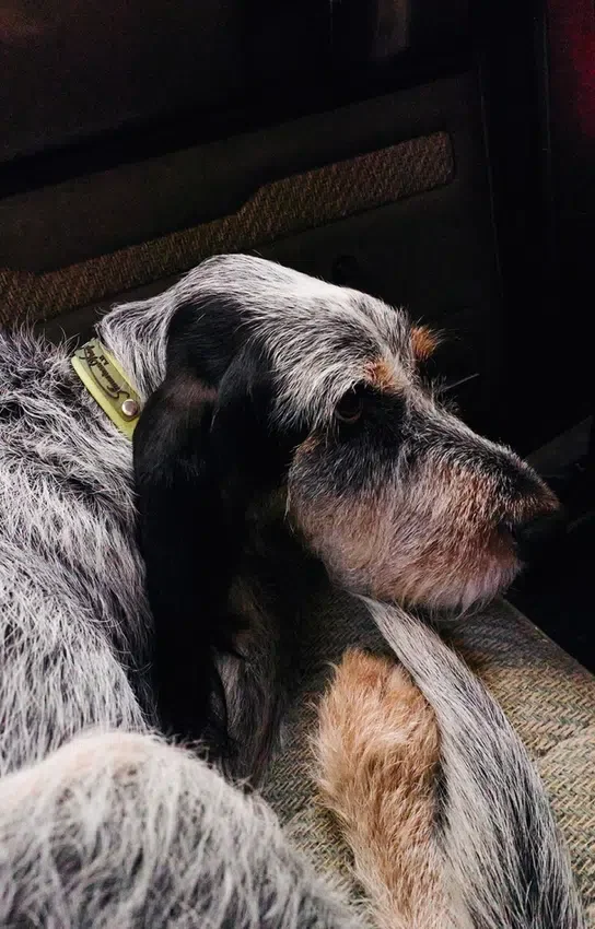 AMV DOGS Hundehalsband Artikelnummer: COLLIERCHIENH26