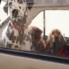 AMV DOGS Hundehalsband Artikelnummer: COLLIERCHIENH26