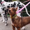 AMV DOGS Hundehalsband Artikelnummer: COLLIERCHIENH26
