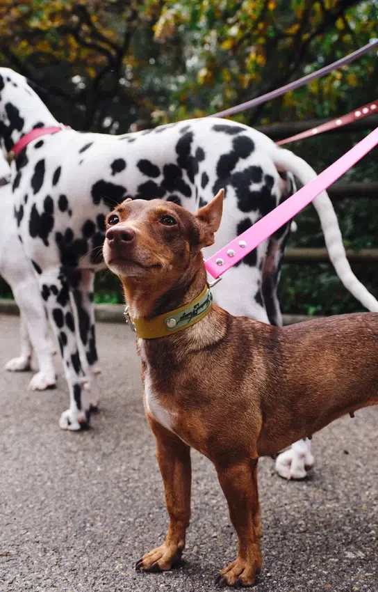 AMV DOGS Hundehalsband Artikelnummer: COLLIERCHIENH26