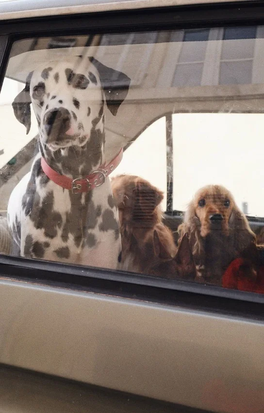 AMV DOGS Hundehalsband Artikelnummer: COLLIERCHIENH26