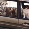 AMV DOGS Hundehalsband Artikelnummer: COLLIERCHIENH26