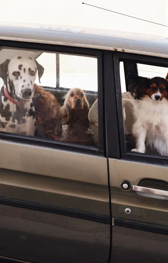 AMV DOGS Hundehalsband Artikelnummer: COLLIERCHIENH26