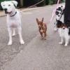 AMV DOGS Hundeleine Artikelnummer: LAISSECHIENH26