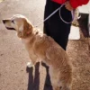AMV DOGS Hundeleine Artikelnummer: LAISSECHIENH26