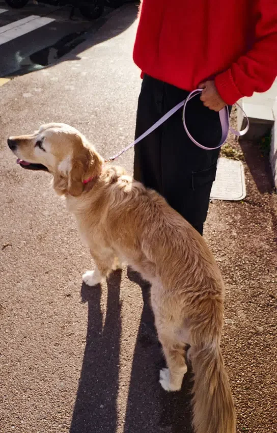 AMV DOGS Hundeleine Artikelnummer: LAISSECHIENH26