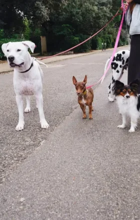 AMV DOGS Hundeleine Artikelnummer: LAISSECHIENH26