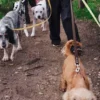 AMV DOGS Hundeleine Artikelnummer: LAISSECHIENH26