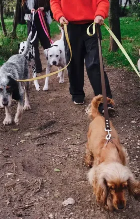 AMV DOGS Hundeleine Artikelnummer: LAISSECHIENH26