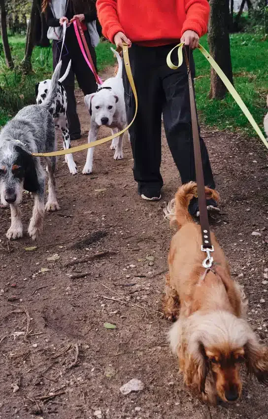 AMV DOGS Hundeleine Artikelnummer: LAISSECHIENH26