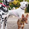 AMV DOGS Hundeleine Artikelnummer: LAISSECHIENH26