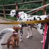 AMV DOGS Hundeleine Artikelnummer: LAISSECHIENH26