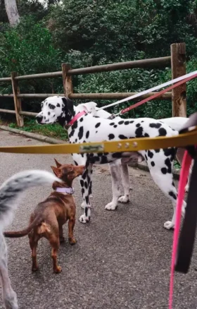 AMV DOGS Hundeleine Artikelnummer: LAISSECHIENH26