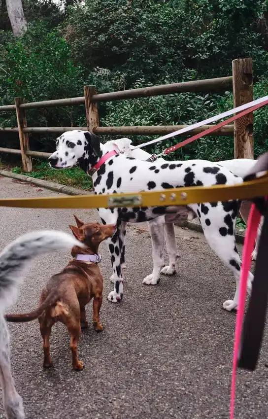 AMV DOGS Hundeleine Artikelnummer: LAISSECHIENH26