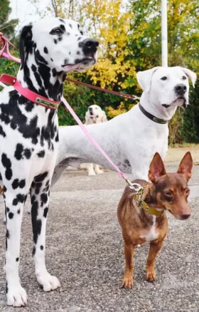 AMV DOGS Hundeleine Artikelnummer: LAISSECHIENH26
