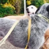 AMV DOGS Hundeleine Artikelnummer: LAISSECHIENH26