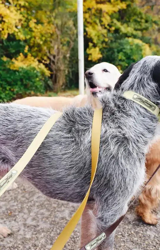 AMV DOGS Hundeleine Artikelnummer: LAISSECHIENH26