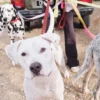 AMV DOGS Hundeleine Artikelnummer: LAISSECHIENH26