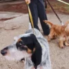 AMV DOGS Hundeleine Artikelnummer: LAISSECHIENH26