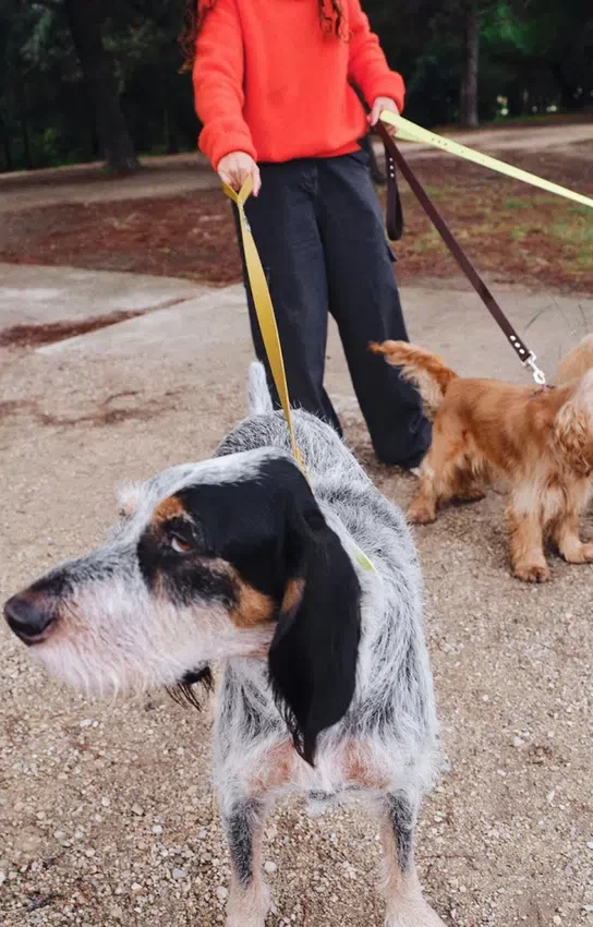 AMV DOGS Hundeleine Artikelnummer: LAISSECHIENH26