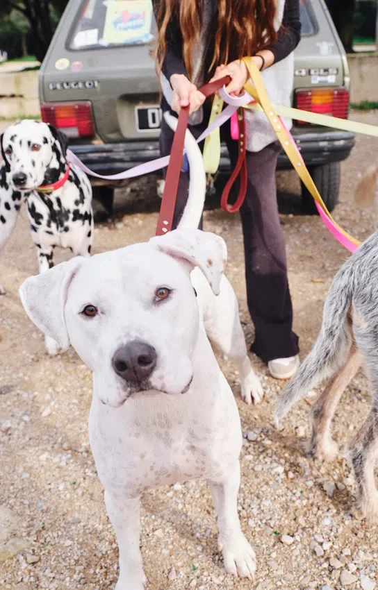 AMV DOGS Hundeleine Artikelnummer: LAISSECHIENH26