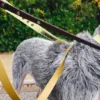 AMV DOGS Hundeleine Artikelnummer: LAISSECHIENH26