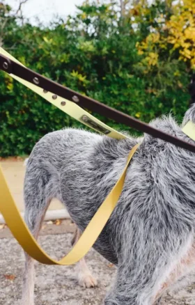 AMV DOGS Hundeleine Artikelnummer: LAISSECHIENH26