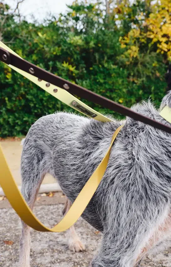 AMV DOGS Hundeleine Artikelnummer: LAISSECHIENH26